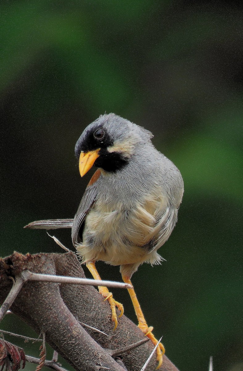 Buff-bridled Inca-Finch - ML205426301