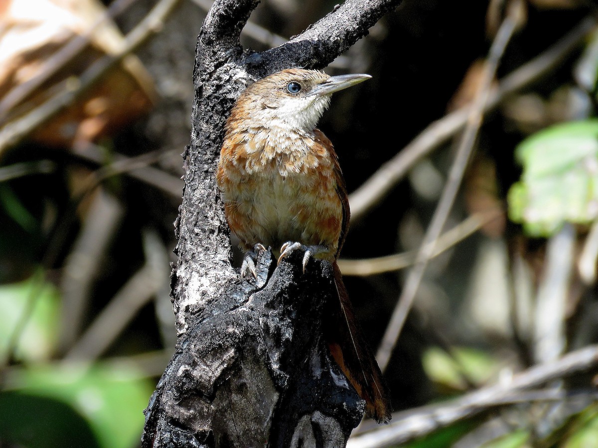 Chestnut-backed Thornbird - Manuel Roncal