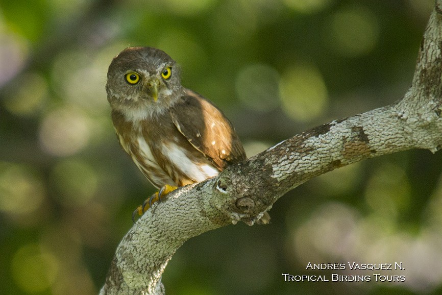 Amazonian Pygmy-Owl - ML205426541