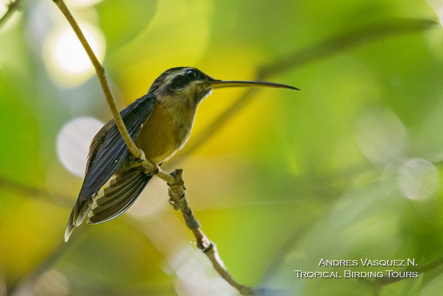 Tapajosschattenkolibri - ML205426551