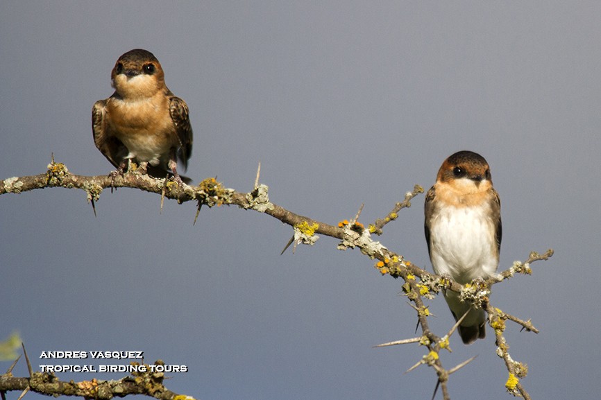 Tawny-headed Swallow - Andres Vasquez Noboa