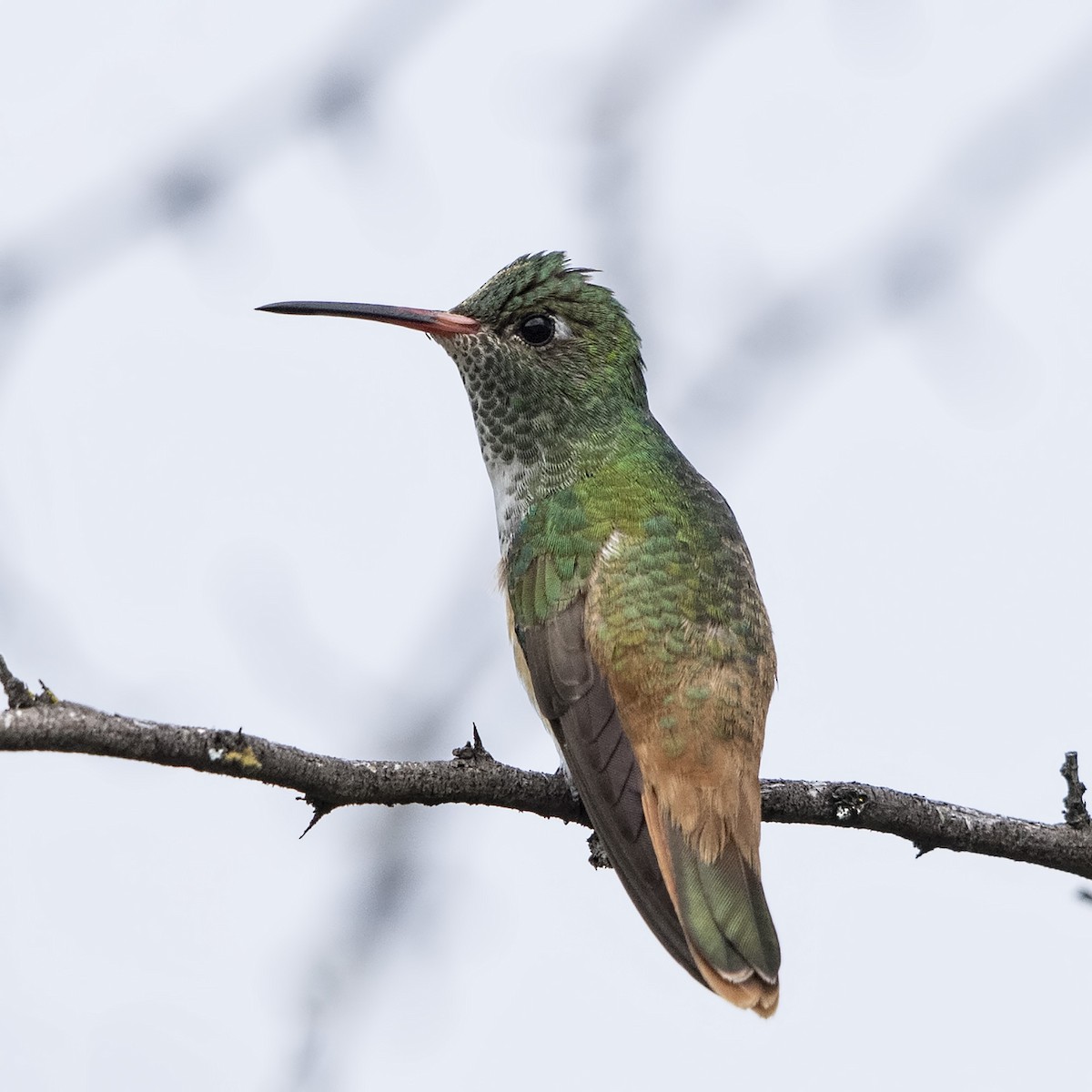 Amazilia Hummingbird (White-throated) - Peter Hawrylyshyn