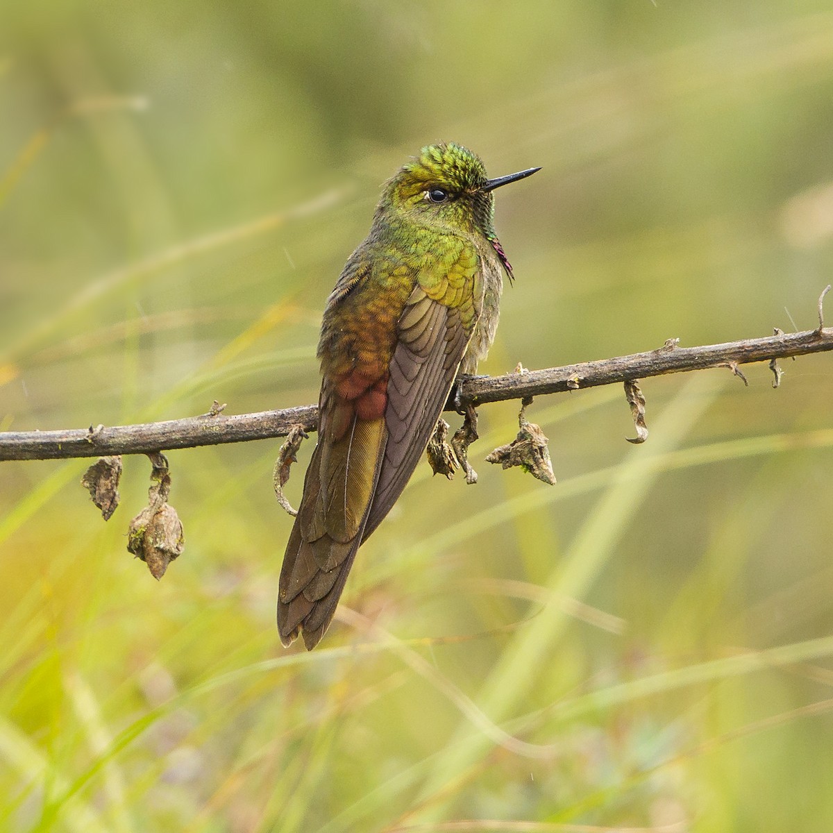 Bronze-tailed Thornbill - Peter Hawrylyshyn