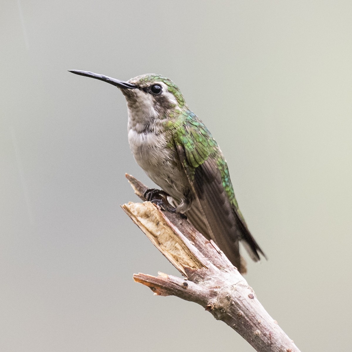 Short-tailed Emerald - ML205426691