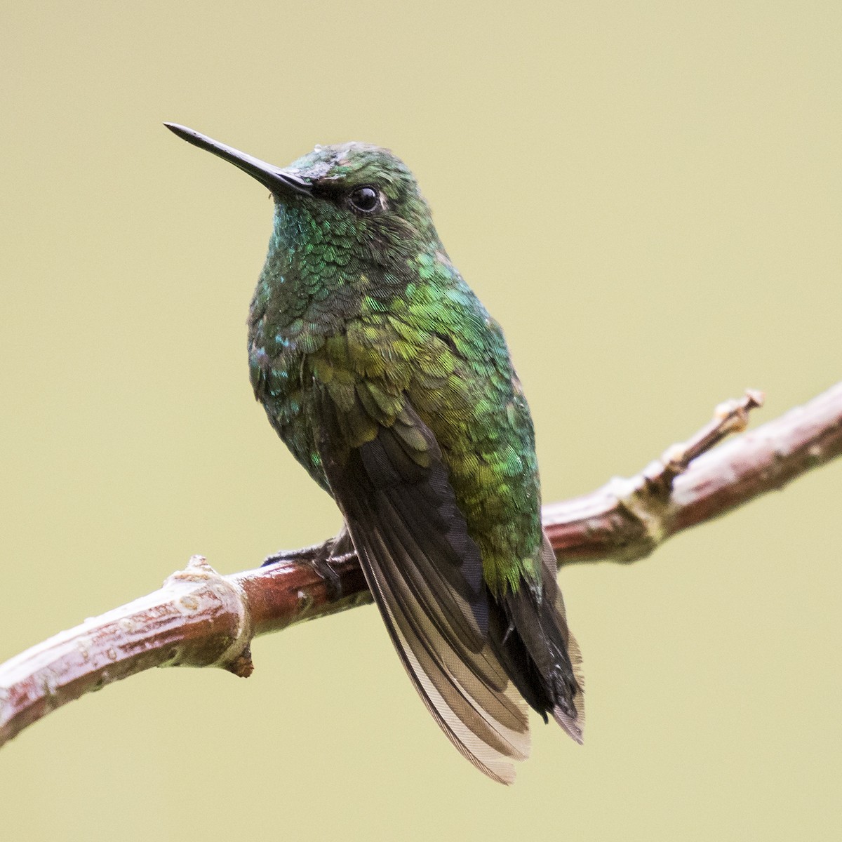 Short-tailed Emerald - ML205426711