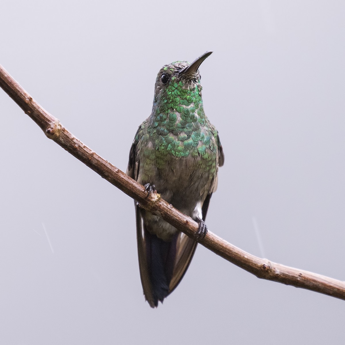 Short-tailed Emerald - ML205426721