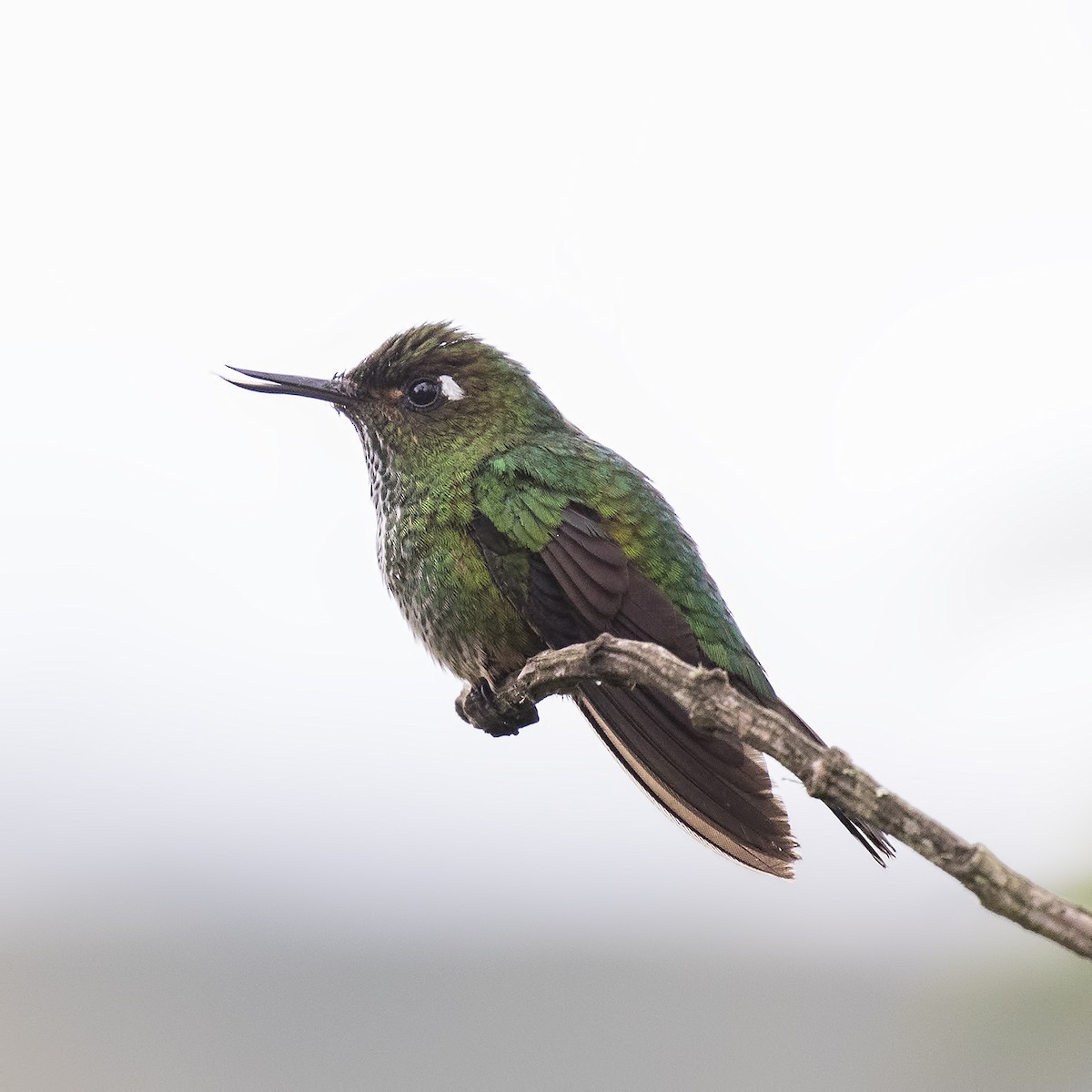 Colibrí Picolezna - ML205426761