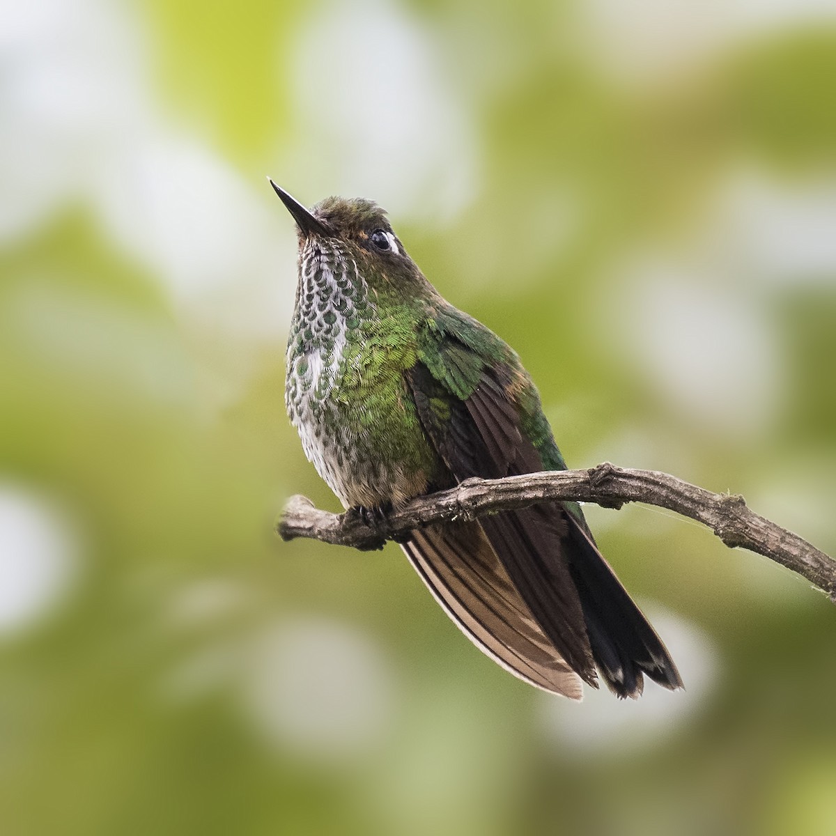 Fleckenbauchkolibri - ML205426771