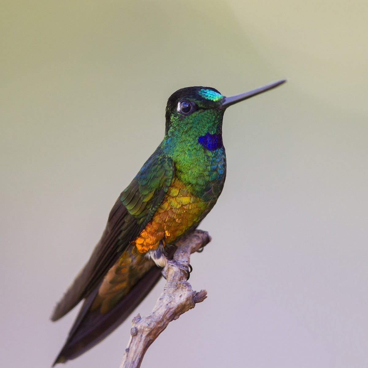 Golden-bellied Starfrontlet - Peter Hawrylyshyn