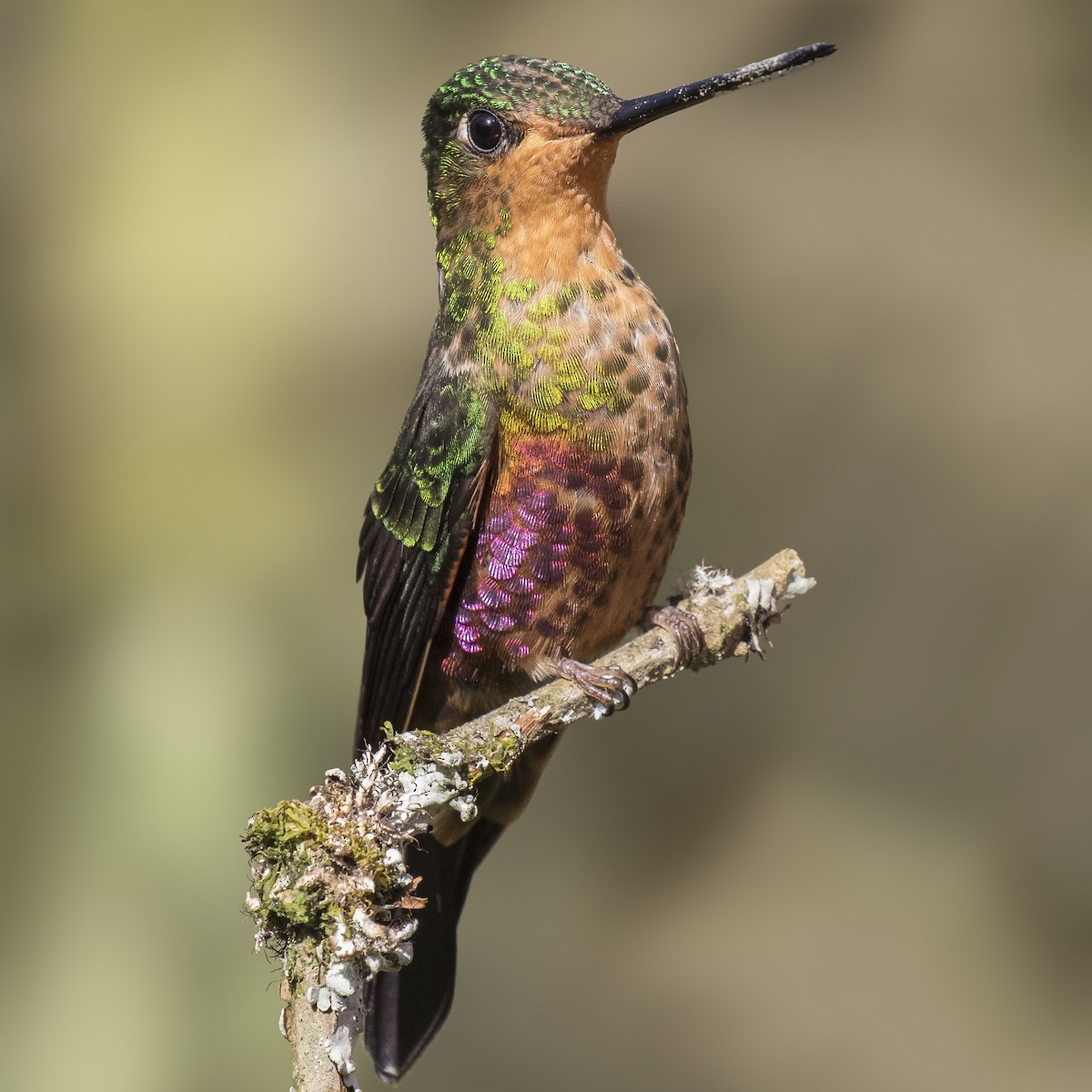 Blue-throated Starfrontlet - ML205426871