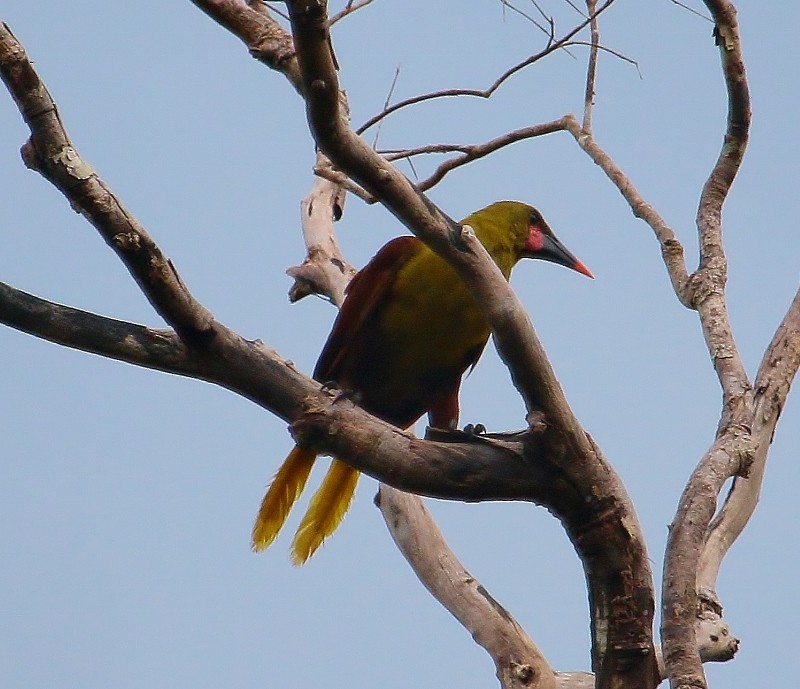 Olive Oropendola (Amazonian) - ML205426951