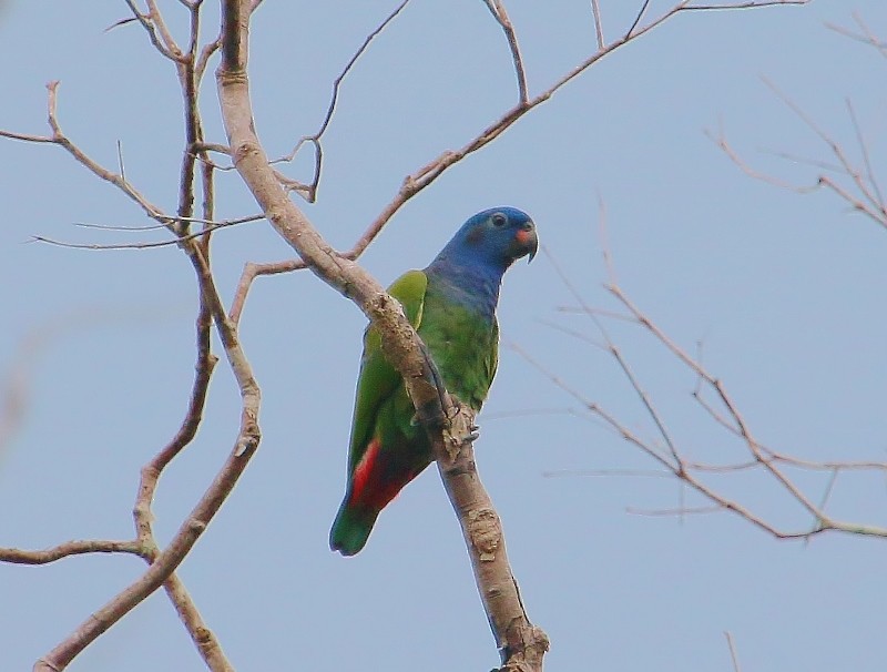 Blue-headed Parrot (Blue-headed) - ML205426961