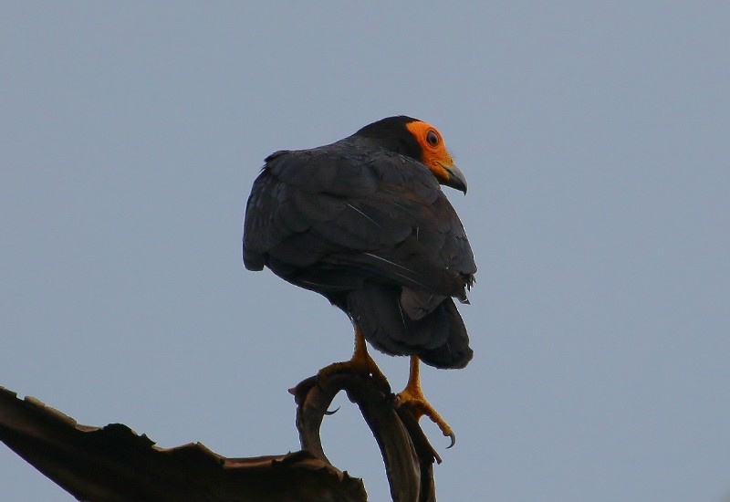 Black Caracara - ML205427011