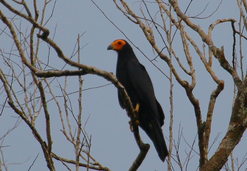 Black Caracara - ML205427021