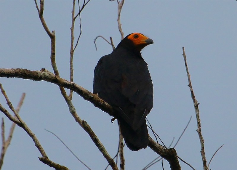 Black Caracara - ML205427031