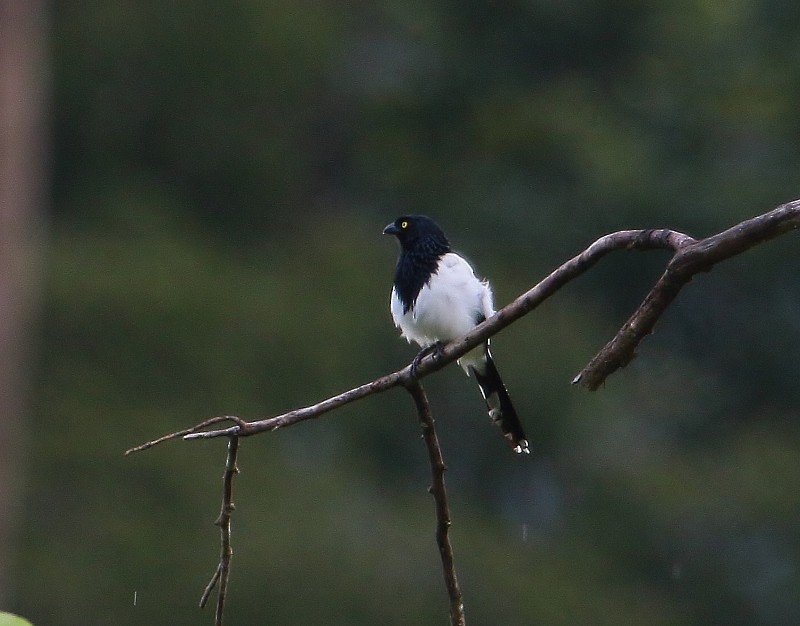 Magpie Tanager - ML205427061