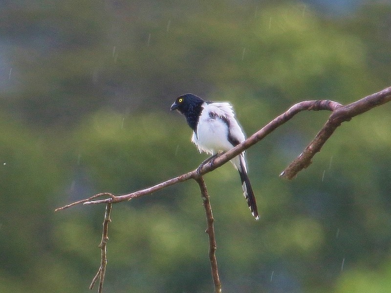 Magpie Tanager - ML205427081
