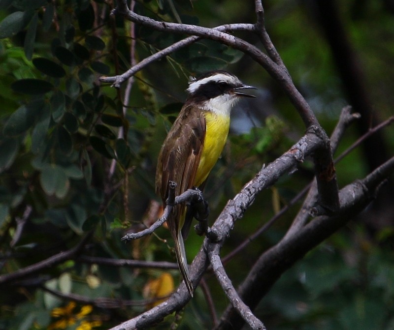 White-bearded Flycatcher - ML205427331