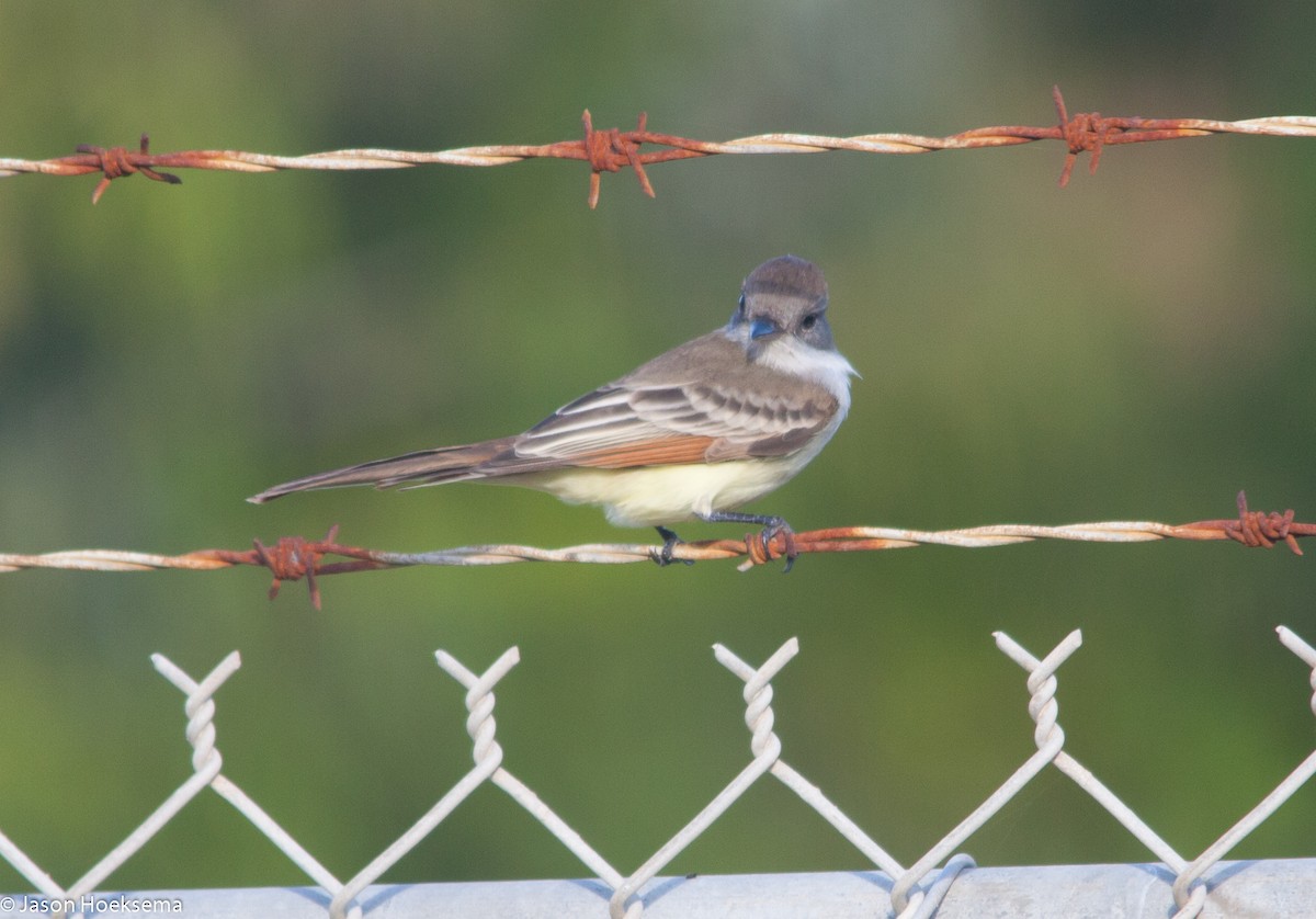 Ash-throated Flycatcher - ML20542741