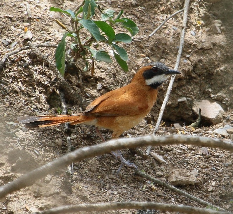 White-whiskered Spinetail - Margareta Wieser