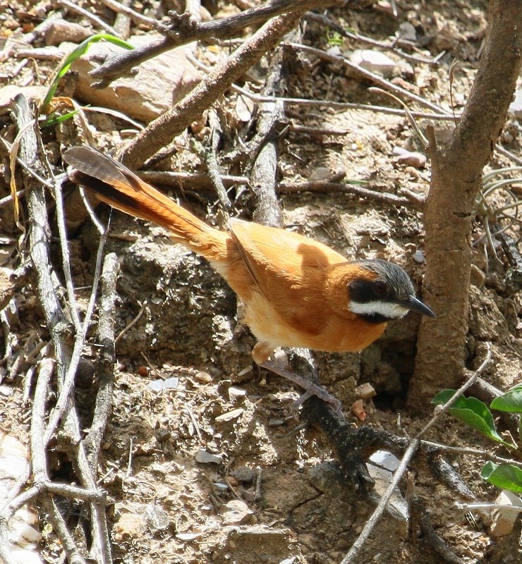 White-whiskered Spinetail - Margareta Wieser