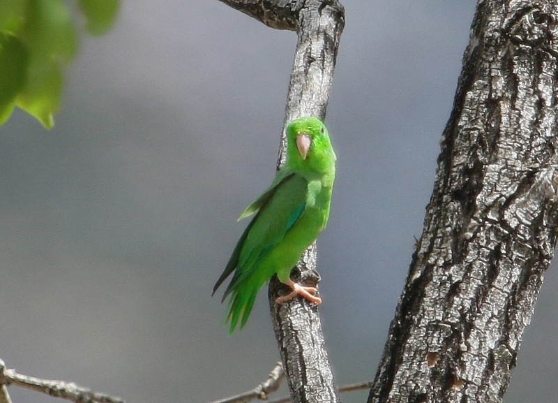 Green-rumped Parrotlet - ML205427451