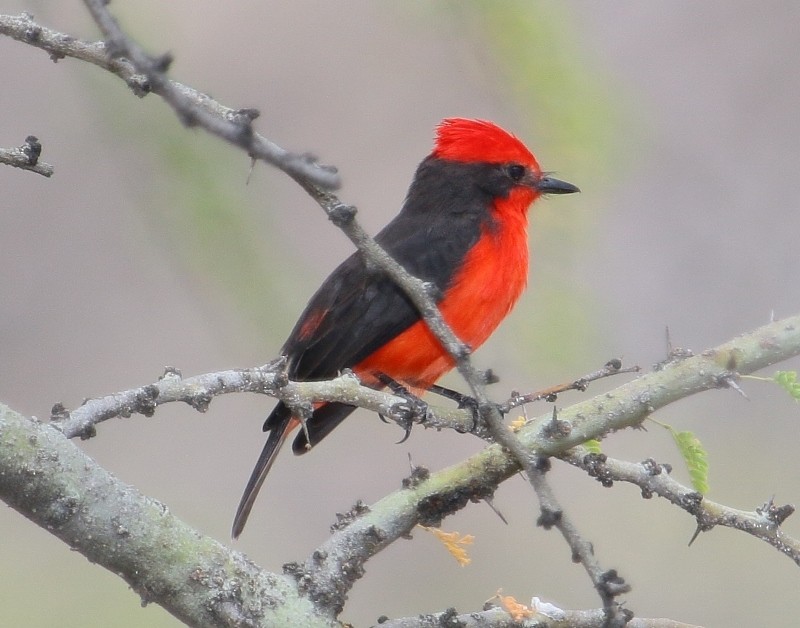 Vermilion Flycatcher - ML205427481