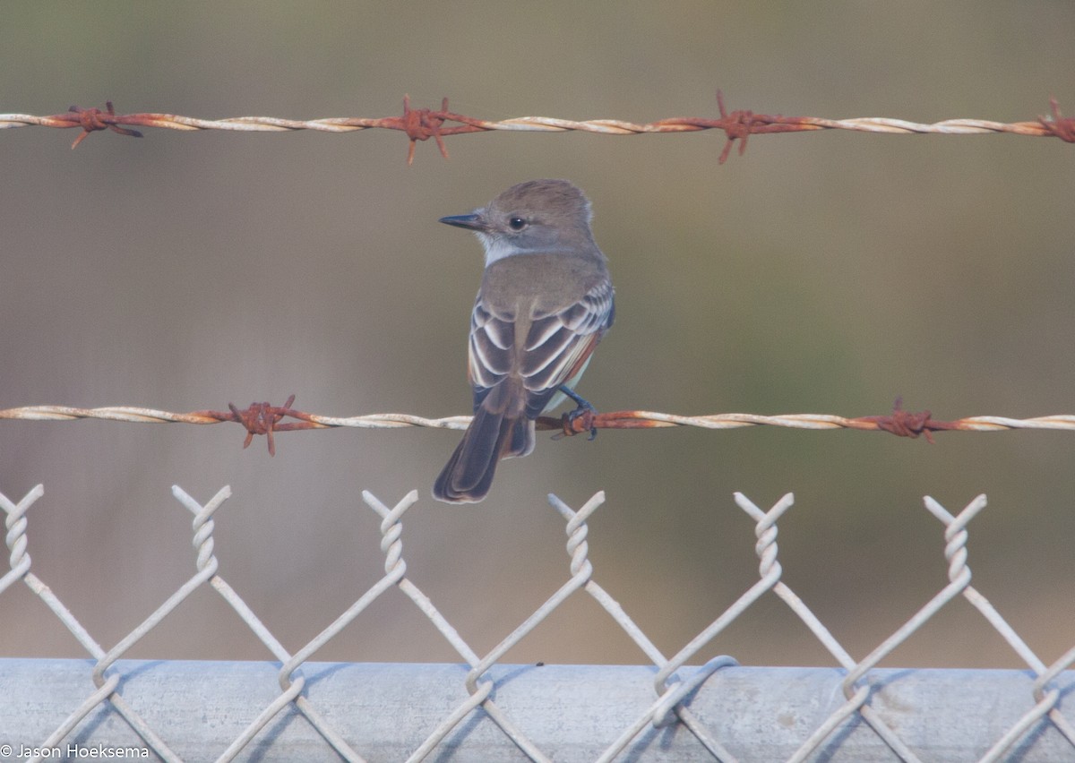 Ash-throated Flycatcher - ML20542751