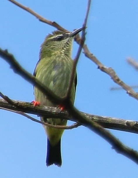 Red-legged Honeycreeper - ML205427511