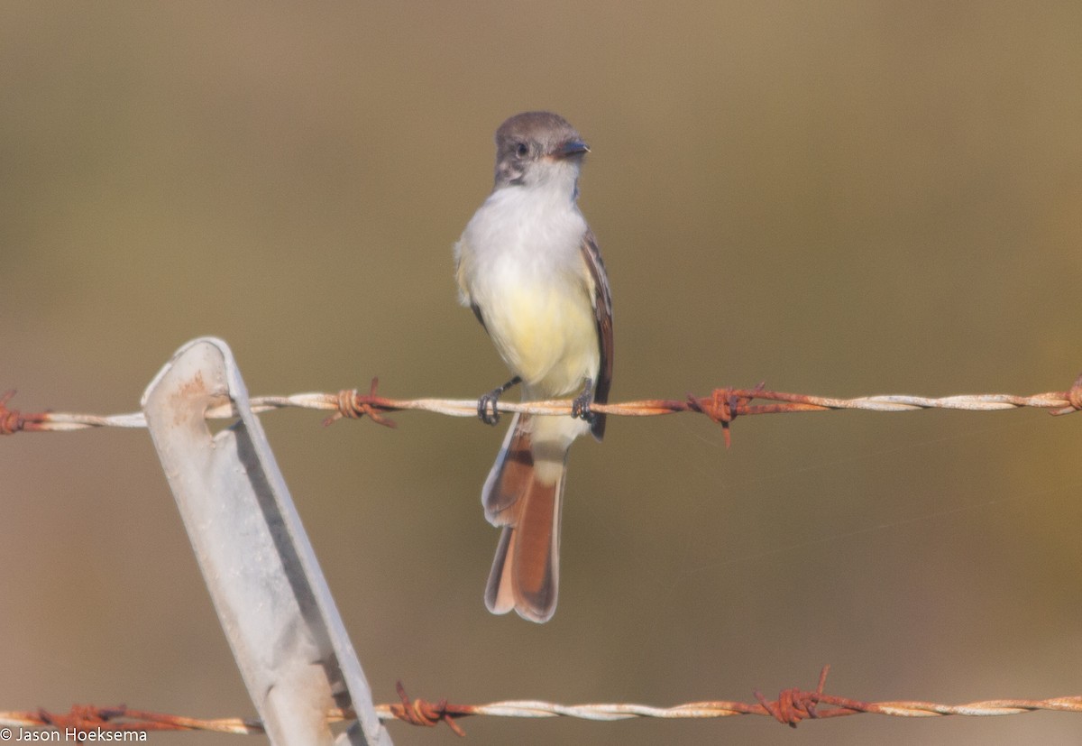 Ash-throated Flycatcher - ML20542761