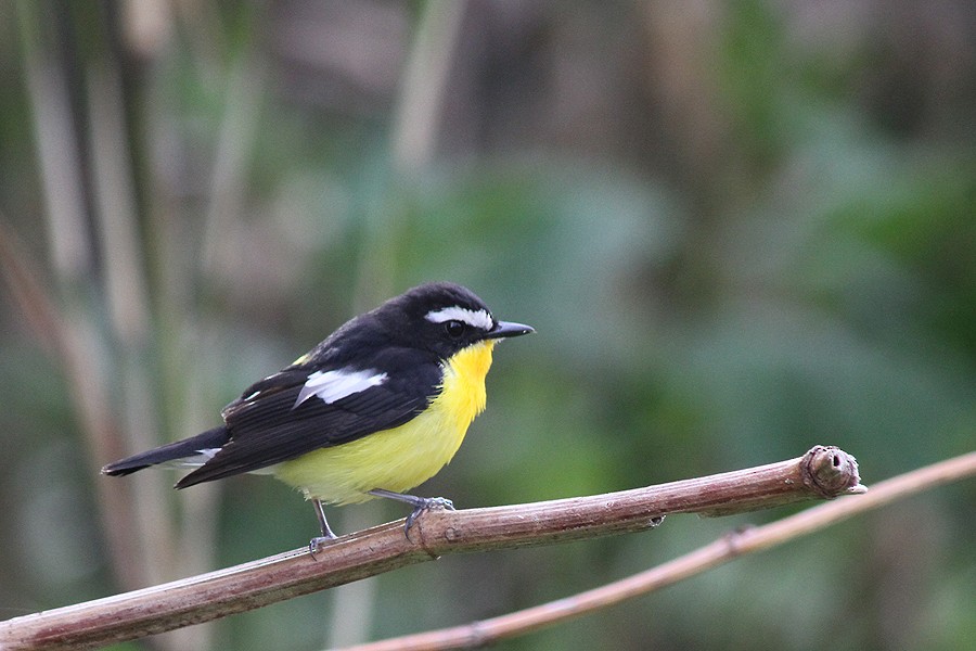 Yellow-rumped Flycatcher - ML205429051