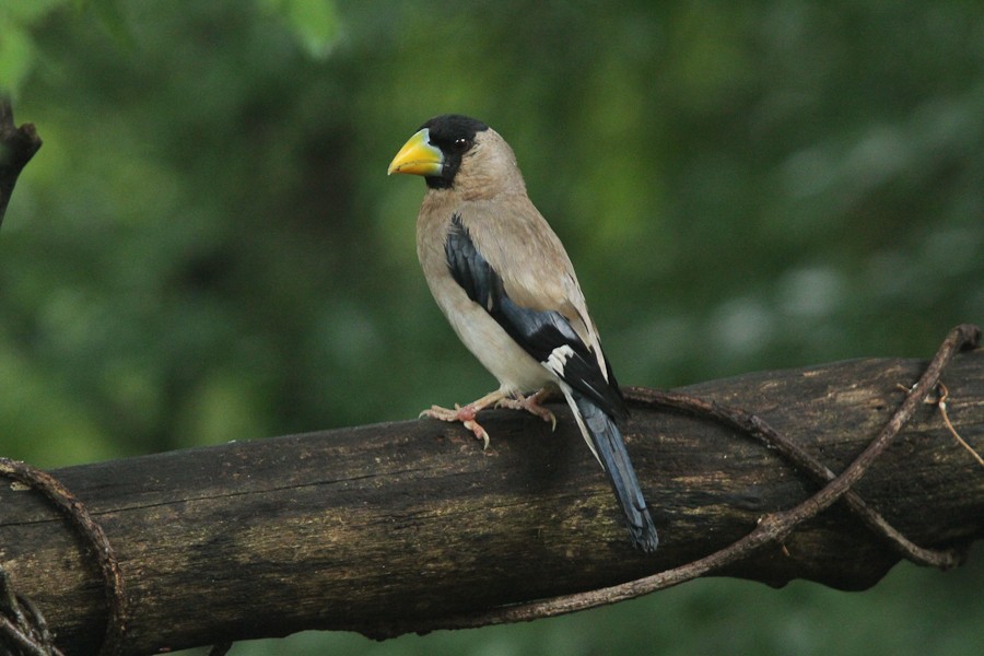 Japanese Grosbeak - ML205429091