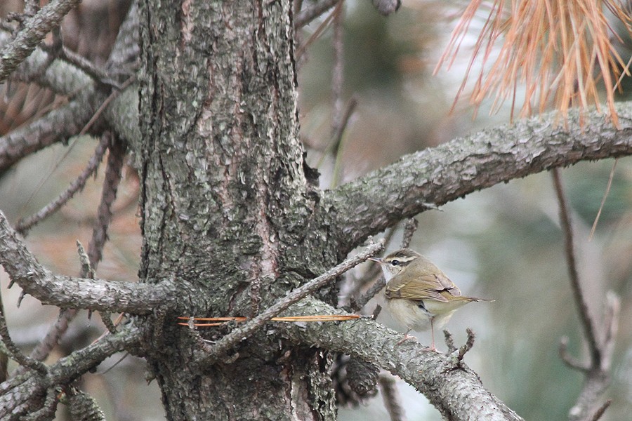 Sakhalin Leaf Warbler - ML205429141