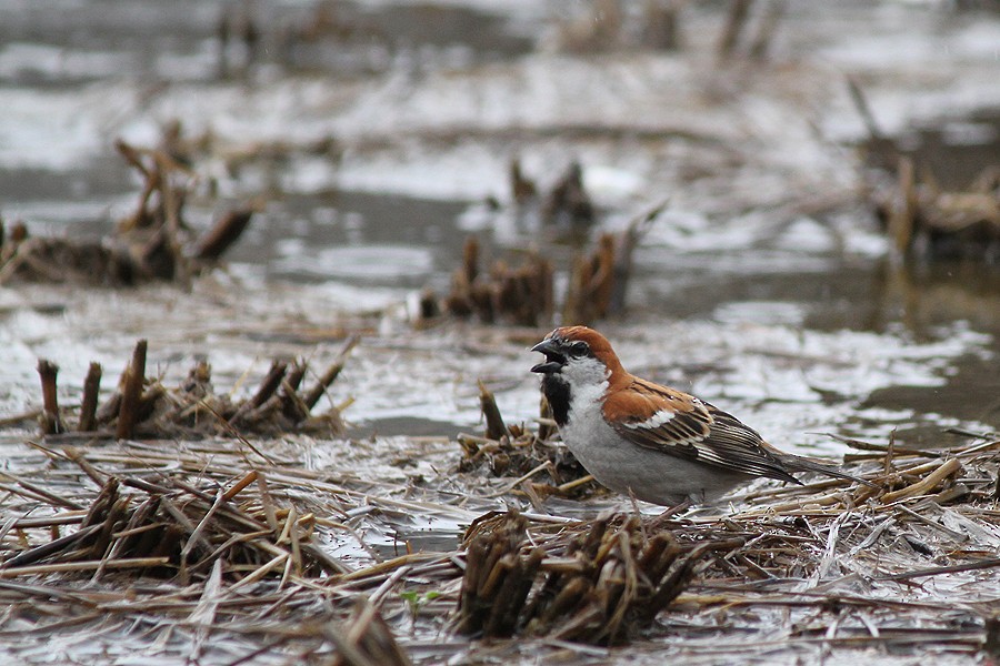 Russet Sparrow - ML205429181