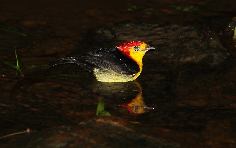 Wire-tailed Manakin - ML205429401