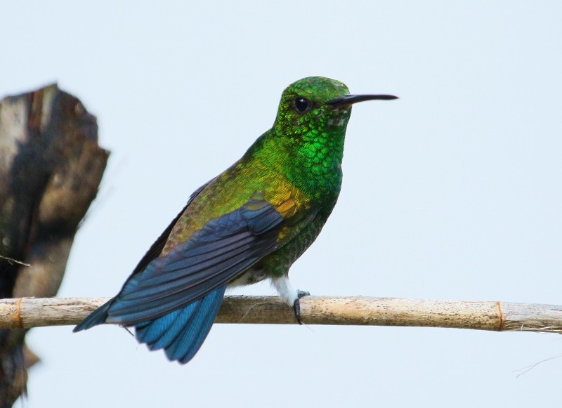 Copper-rumped Hummingbird - ML205429511