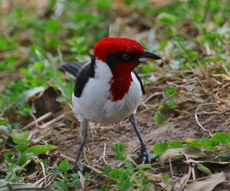 Masked Cardinal - ML205429881