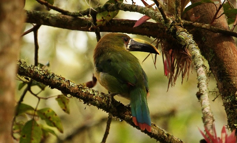 Toucanet à gorge blanche (albivitta/phaeolaemus) - ML205431481