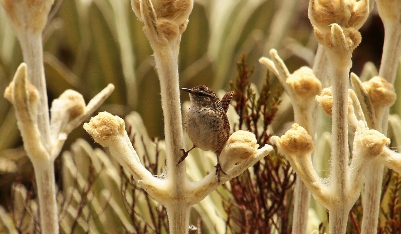 Merida Wren - Margareta Wieser