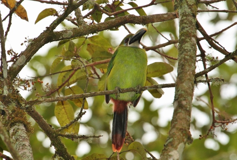 Toucanet à gorge blanche (albivitta/phaeolaemus) - ML205431541