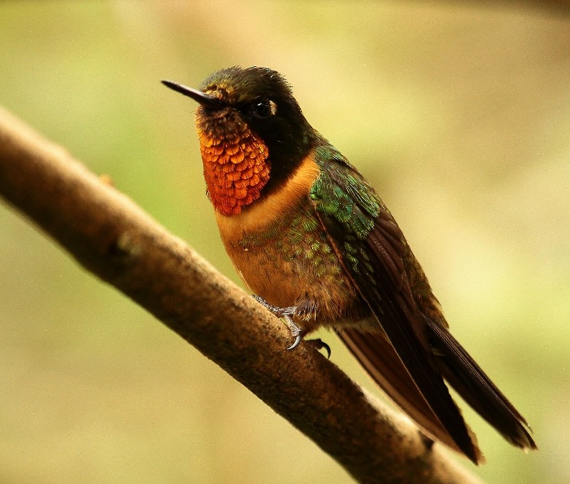 Orange-throated Sunangel - ML205431961