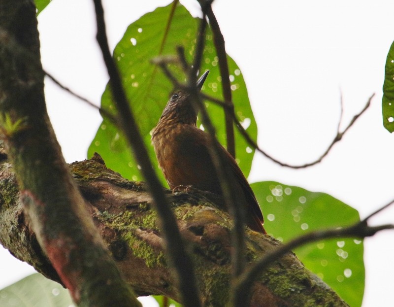 Streak-capped Treehunter - Margareta Wieser