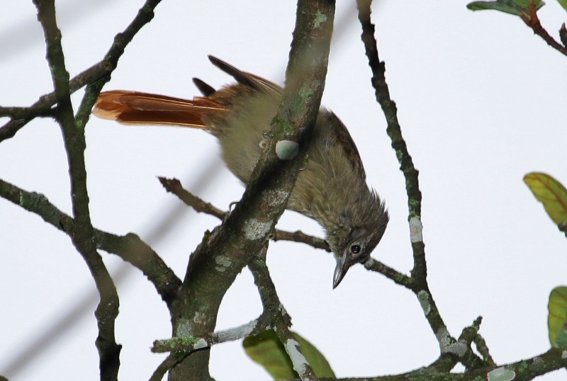 Montane Foliage-gleaner - Margareta Wieser