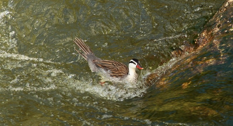 Torrent Duck - ML205434211