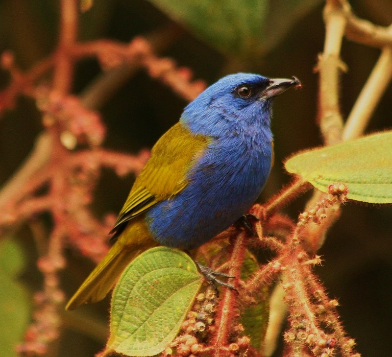 Blue-capped Tanager - ML205434231