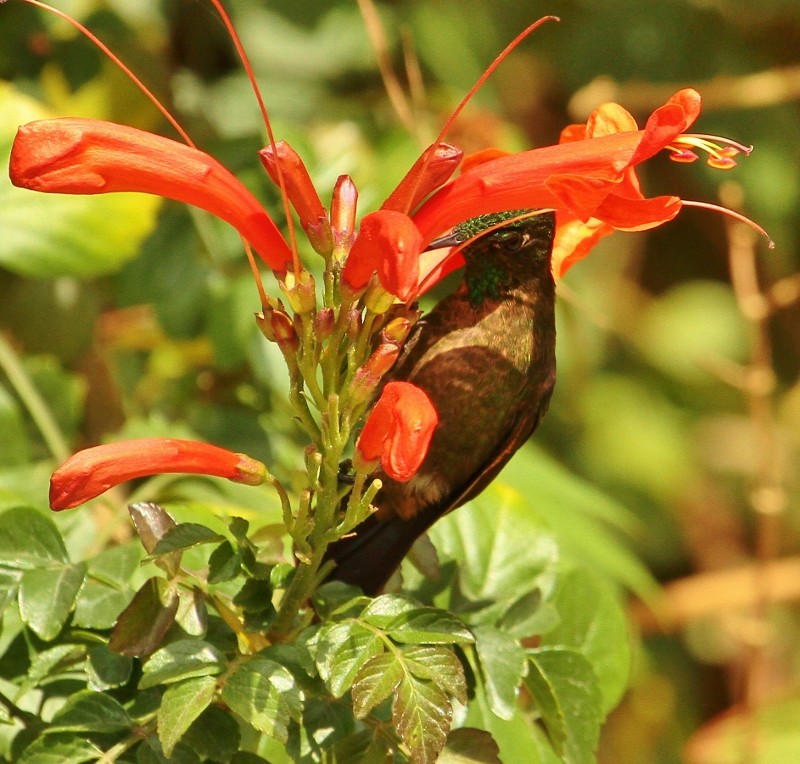 kolibřík dřišťálový - ML205434241