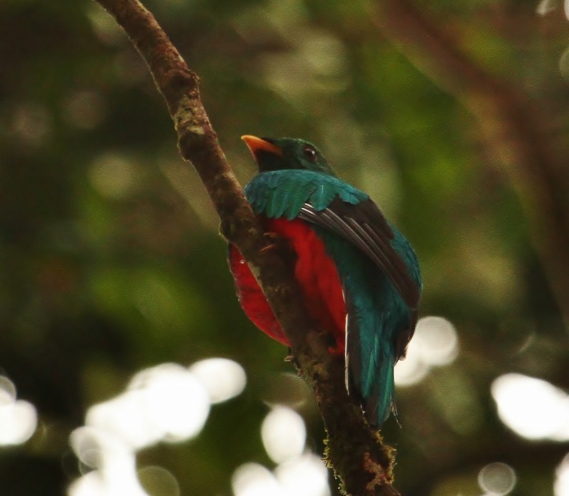 White-tipped Quetzal - Margareta Wieser