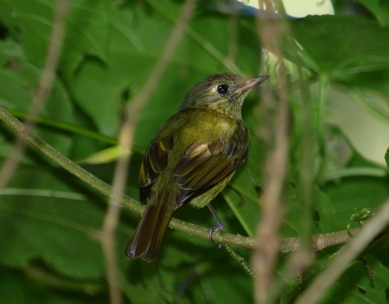 Olive-striped Flycatcher - Margareta Wieser