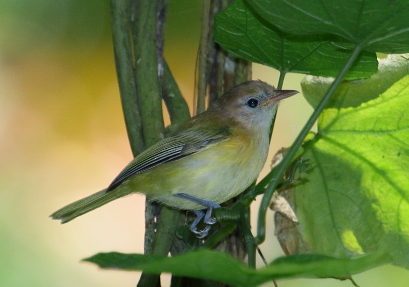 Golden-fronted Greenlet - ML205434641