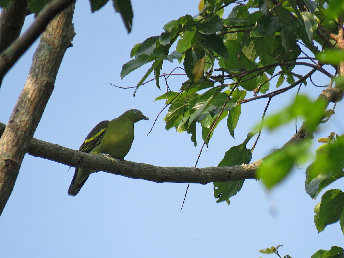 Philippine Green-Pigeon - Douglas Ball